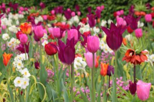 Tulpenmeer 